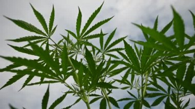 Medical cannabis plant marijuana cultivation