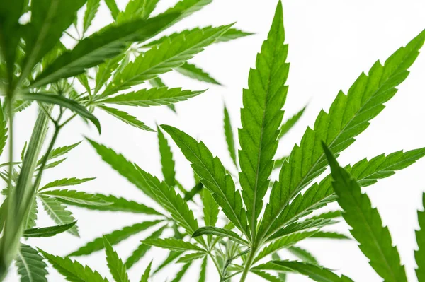 Marijuana Medical Plant Green Plant Leafs Marijuana — Foto Stock