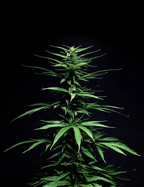 Marijuana Leaves Cannabis Bud Plants — Fotografia de Stock