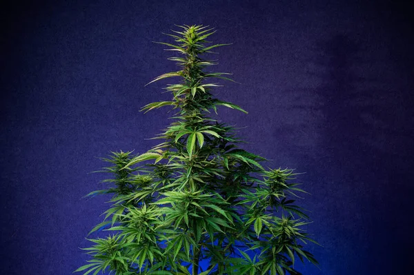 Καλλιέργεια Μαριχουάνας Εσωτερική Πράσινο Ιατρικό Φυτό Κάνναβης — Φωτογραφία Αρχείου