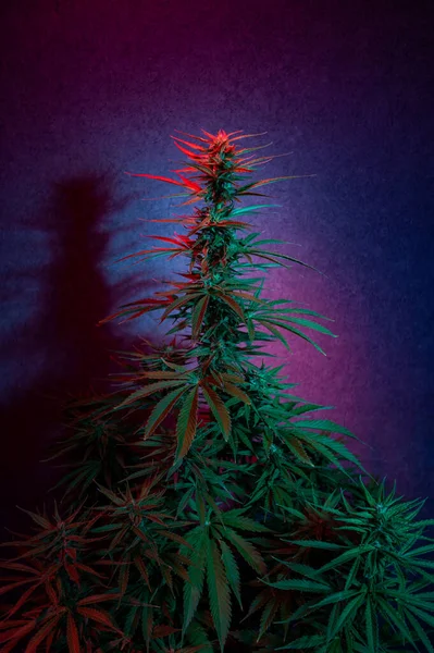 Cannabis Plant Marijuana Leaf Background — Stockfoto