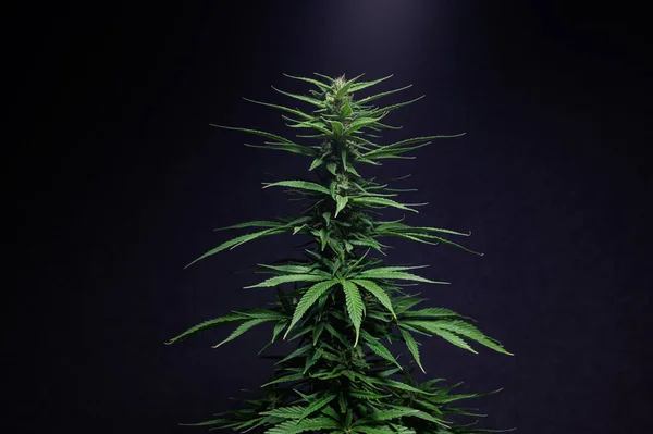 Marihuana Deja Las Plantas Cannabis Hermoso Fondo —  Fotos de Stock