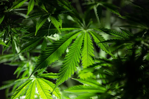 Recreational California American Cannabis Marijuana Leaf Background — 스톡 사진