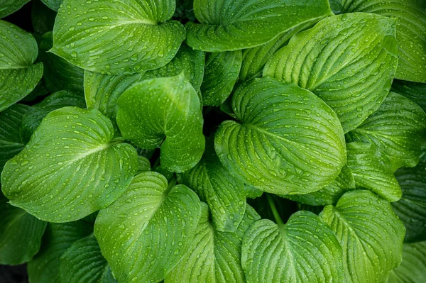 Зеленый Фон Растения Хозяина — стоковое фото