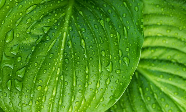 Plant Tropical Wallpaper Raindrop Organic Leaves — Stockfoto