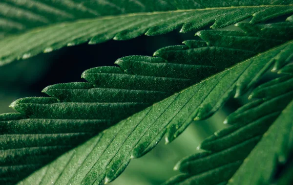 Marijuana Background Natural Agriculture Cannabis Leaf — Stock Fotó