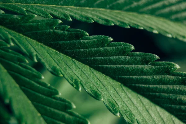 Μαριχουάνα Φυσικό Χόρτο Καλλιέργεια Φύλλα Κάνναβης — Φωτογραφία Αρχείου