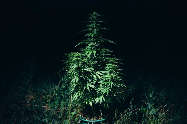 Cannabis Marijuana Plant Lighting Night Day Photoperiod — Stockfoto