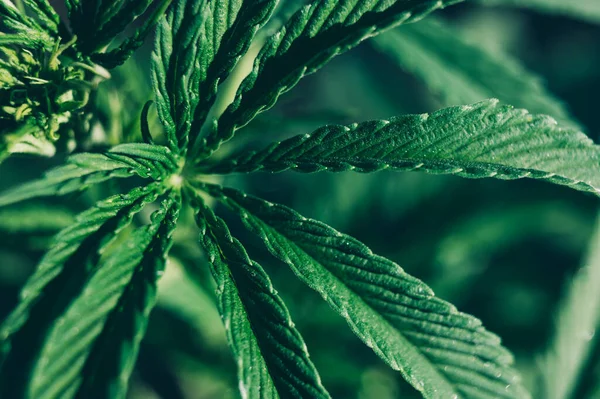 Marijuana Plants Weed Leaf Cannabis Background —  Fotos de Stock