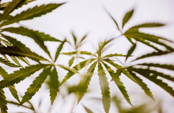 Grow Organic Marijuana Field Leaf Cannabis Background — Stockfoto