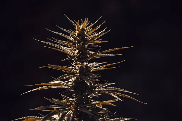 Cannabis Marijuana Psychoactive Drug Cannabis Plant — Stok fotoğraf
