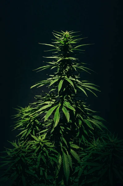 Cannabis Indica Plant Big Leaves Black Background — Stok fotoğraf
