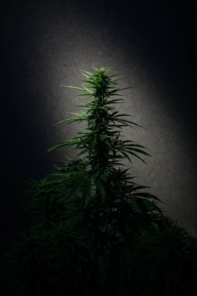 Marijuana Popular Strain Skunk Recreational Medical Cannabis — Stock fotografie
