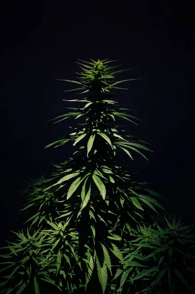 Cultivation Cannabis Marijuana Bush Indica Leaves Bud — Stockfoto