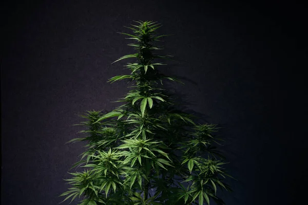 Cannabis Marijuana Plant Leaves Bush Cbd Bud — Photo