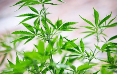 green cannabis leaf marijuana plant