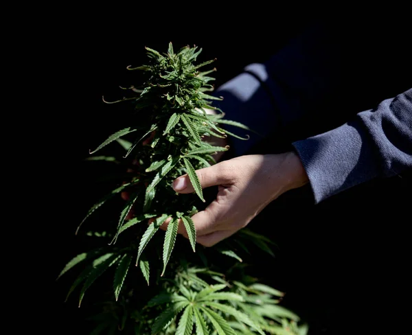 Marijuana Leaves Grow Cannabis Plant Grower Cultivation — Stok Foto
