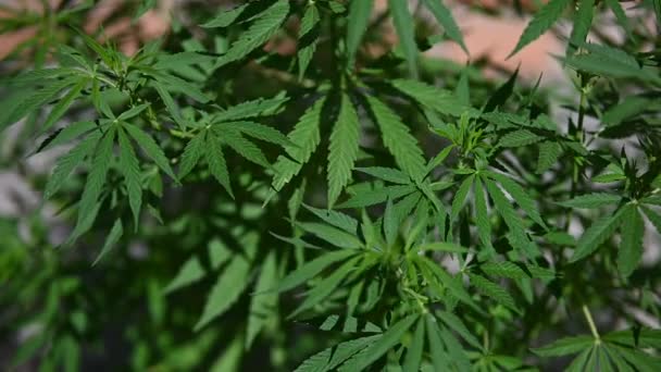 Marijuana Leaves Medical Cannabis — Stockvideo