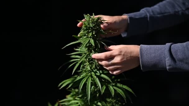 Cannabis Plant Farm Marijuana Leaves Grower Hands — Stock Video