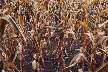 corn field dry farm crop drought in europe