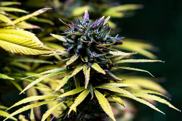 Vakker Cannabis Etter Kjølende Vær Cannabisknopp Medisinsk Hemp Balansert Hybridgressstamme – stockfoto