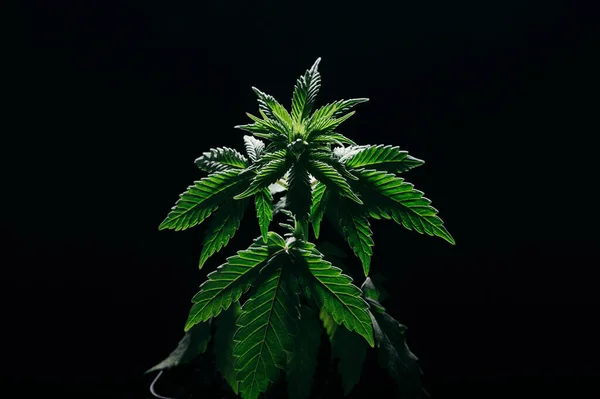 Wachstum Marihuana Cannabis Grüne Pflanze Und Blumentopf — Stockfoto