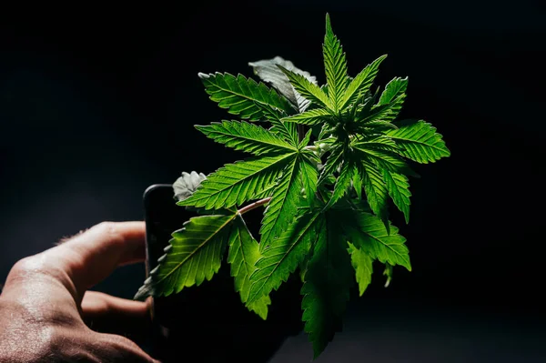 Marihuana Kweken Hennep Plant Cannabis — Stockfoto