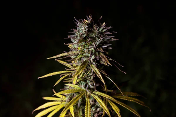 Erva Daninha Flor Grande Broto Cannabis Roxo Maconha Sativa Cânhamo — Fotografia de Stock