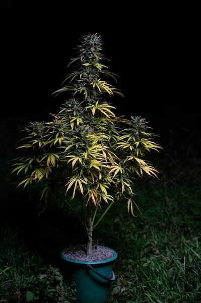 Konopí Rostliny Venkovní Pěstování Sklizeň Marihuany — Stock fotografie