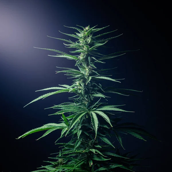 Cannabis Planta Maconha Cultivo Erva Cânhamo — Fotografia de Stock