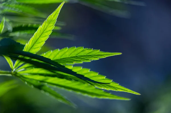 Esrar Bitkisi Arka Plan Yaprağı Marihuana — Stok fotoğraf