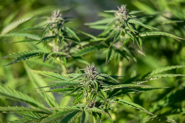 Pěstování Marihuany Konopí Velké Pupeny — Stock fotografie