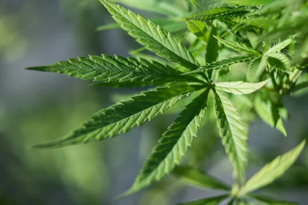 Marijuana Leaf Plant Outdoor Cannabis Sativa Background — Stock Photo, Image