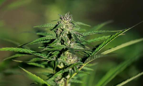 Marihuana Mirceno Terpeno Brote Cannabis Con Resinas Tricomas — Foto de Stock
