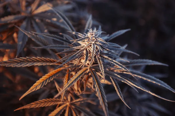 Černá Marihuana Genetika Lékařské Indica Konopí Bud Pákistán Údolí — Stock fotografie