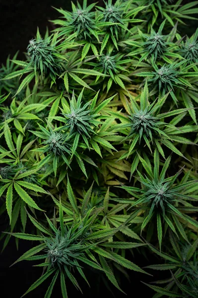 Növekedés Cannabis Növény Orvosi Marihuána Szabadban — Stock Fotó