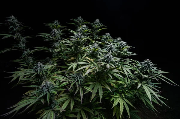 Marihuana Zelený Růst Konopí Pupeny Venku — Stock fotografie