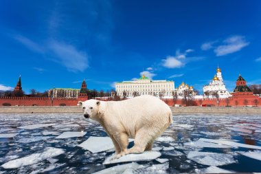 Spring in Moscow. The polar bear on an ice floe floats by the Kremlin