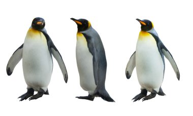 Three imperial penguins