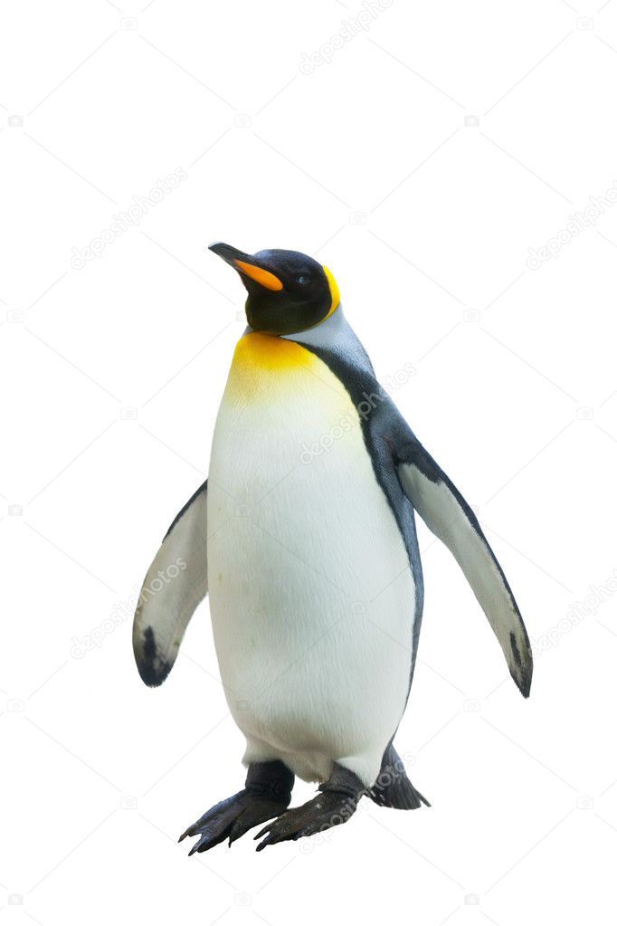 皇帝ペンギン写真素材 ロイヤリティフリー皇帝ペンギン画像 Depositphotos