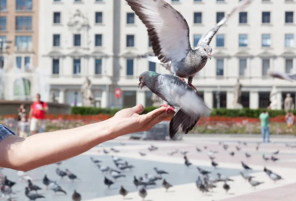 pigeon takes food from a man's hand