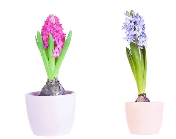 Beautiful hyacinth flower bulbs in pot — Stock Photo © janoka82 #38642379