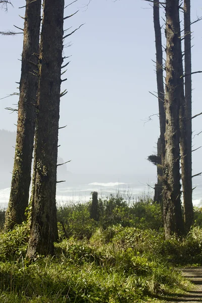 Bomen en oceaan — Stockfoto
