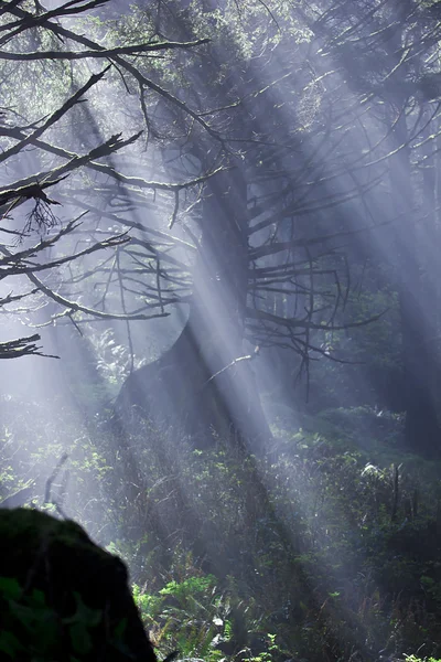 Luce solare della foresta — Foto Stock