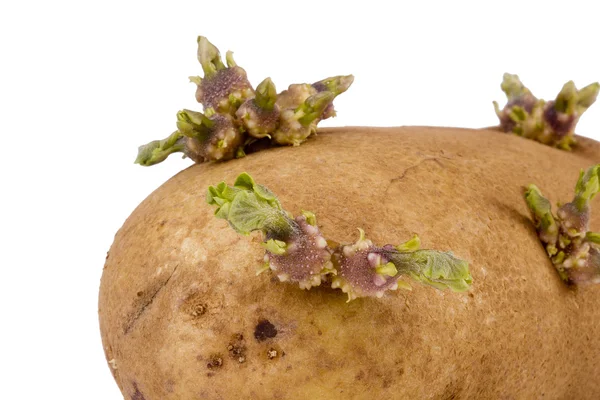 Potato Sprout — Stock Photo, Image