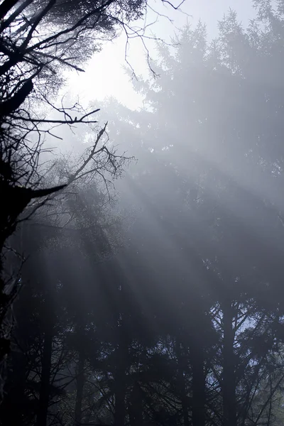 森の日光 — ストック写真