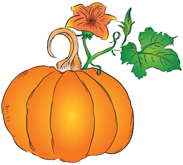 Fruto de la calabaza — Vector de stock