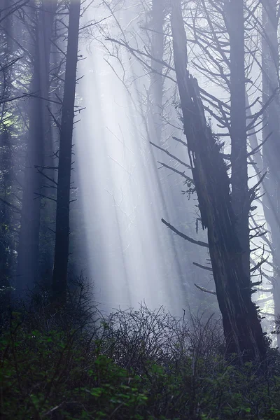 Luce solare della foresta — Foto Stock