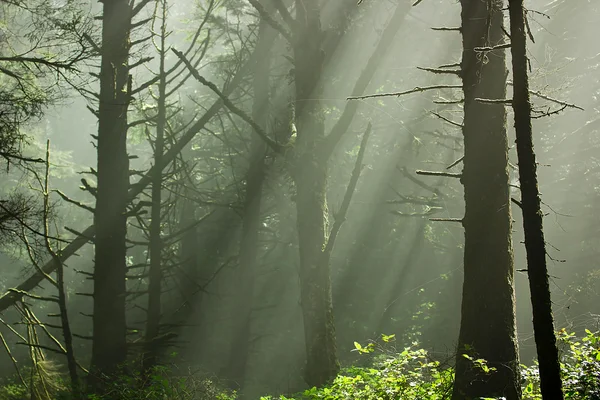 Bos zonlicht — Stockfoto