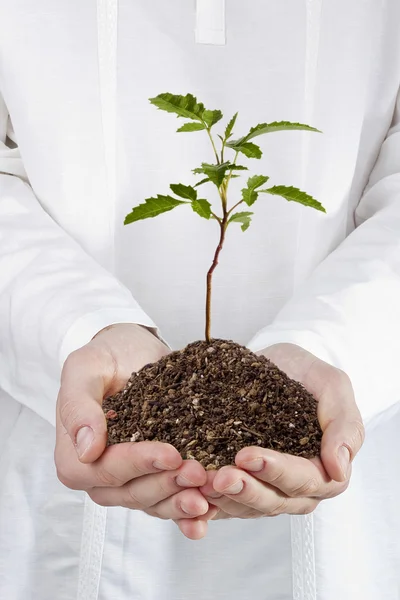 Planta joven — Foto de Stock